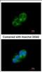 SH3 And Cysteine Rich Domain antibody, NBP2-20498, Novus Biologicals, Immunocytochemistry image 