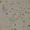 Elongation factor 1-delta antibody, A2509, ABclonal Technology, Immunohistochemistry paraffin image 