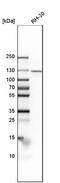 Importin 7 antibody, NBP1-87880, Novus Biologicals, Western Blot image 