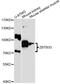 Zinc Finger And BTB Domain Containing 33 antibody, LS-C747967, Lifespan Biosciences, Western Blot image 