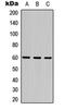 Doublesex- and mab-3-related transcription factor C2 antibody, orb234823, Biorbyt, Western Blot image 