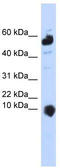 MIC10 antibody, TA336032, Origene, Western Blot image 