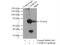Calcium/Calmodulin Dependent Protein Kinase II Gamma antibody, 12666-2-AP, Proteintech Group, Immunoprecipitation image 