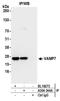 Vesicle-associated membrane protein 7 antibody, A304-344A, Bethyl Labs, Immunoprecipitation image 