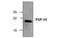 Fibroblast growth factor 20 antibody, MBS835719, MyBioSource, Western Blot image 