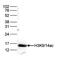 Histone H3 antibody, NBP2-59181, Novus Biologicals, Western Blot image 