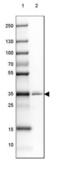 Phospholipid Phosphatase 1 antibody, NBP2-32057, Novus Biologicals, Western Blot image 