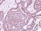 Purinergic Receptor P2X 5 antibody, NBP2-19658, Novus Biologicals, Immunohistochemistry paraffin image 