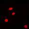 H2A Histone Family Member Z antibody, orb393310, Biorbyt, Immunocytochemistry image 
