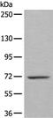 WEE1 G2 Checkpoint Kinase antibody, PA5-67588, Invitrogen Antibodies, Western Blot image 