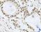 MCL1 Apoptosis Regulator, BCL2 Family Member antibody, FNab05052, FineTest, Immunohistochemistry frozen image 