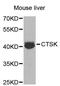 Cathepsin K antibody, MBS127614, MyBioSource, Western Blot image 