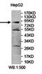 Signal Transducer And Activator Of Transcription 1 antibody, orb78165, Biorbyt, Western Blot image 