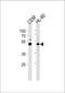 Bleomycin Hydrolase antibody, PA5-35267, Invitrogen Antibodies, Western Blot image 