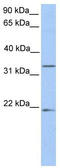 Fucosyltransferase 9 antibody, TA346667, Origene, Western Blot image 