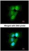 Proteasome 20S alpha 6 antibody, NBP1-33538, Novus Biologicals, Immunocytochemistry image 