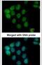 A-Raf Proto-Oncogene, Serine/Threonine Kinase antibody, PA5-21354, Invitrogen Antibodies, Immunofluorescence image 
