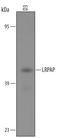 LDL Receptor Related Protein Associated Protein 1 antibody, AF4480, R&D Systems, Western Blot image 