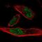 Microtubule Crosslinking Factor 1 antibody, PA5-61193, Invitrogen Antibodies, Immunofluorescence image 