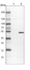 Kelch-like protein 7 antibody, NBP1-82871, Novus Biologicals, Western Blot image 