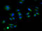 Relaxin Family Peptide Receptor 1 antibody, LS-C681239, Lifespan Biosciences, Immunofluorescence image 