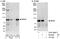 Serine/threonine-protein kinase B-raf antibody, A301-695A, Bethyl Labs, Western Blot image 