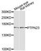 Protein Tyrosine Phosphatase Non-Receptor Type 23 antibody, A4595, ABclonal Technology, Western Blot image 