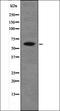 Olfactory Receptor Family 2 Subfamily A Member 12 antibody, orb335655, Biorbyt, Western Blot image 