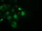 Sepiapterin Reductase antibody, LS-C115800, Lifespan Biosciences, Immunofluorescence image 