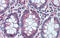 GATA Binding Protein 6 antibody, ARP31859_P050, Aviva Systems Biology, Immunohistochemistry paraffin image 