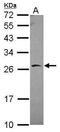 BCL2 Associated Athanogene 2 antibody, PA5-30922, Invitrogen Antibodies, Western Blot image 