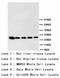 Phosphoserine antibody, LS-C171255, Lifespan Biosciences, Western Blot image 