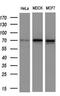 NUMB Endocytic Adaptor Protein antibody, GTX83974, GeneTex, Western Blot image 