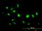 Integrin Alpha FG-GAP Repeat Containing 2 antibody, H00055846-M06, Novus Biologicals, Immunocytochemistry image 