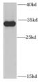 SBDS Ribosome Maturation Factor antibody, FNab07617, FineTest, Western Blot image 