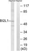Brain-specific angiogenesis inhibitor 1-associated protein 2-like protein 1 antibody, A30579, Boster Biological Technology, Western Blot image 