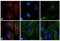Mouse IgG (H+L) antibody, A24511, Invitrogen Antibodies, Immunofluorescence image 