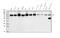 DEAD-Box Helicase 1 antibody, M03727, Boster Biological Technology, Western Blot image 
