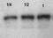 Dedicator of cytokinesis protein 7 antibody, NBP1-78748, Novus Biologicals, Western Blot image 