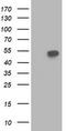 BECN1 antibody, TA502617S, Origene, Western Blot image 