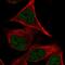 Protocadherin Beta 2 antibody, HPA007548, Atlas Antibodies, Immunocytochemistry image 