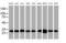Proteasome subunit alpha type-6 antibody, MA5-26375, Invitrogen Antibodies, Western Blot image 
