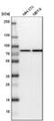 Heat Shock Protein Family A (Hsp70) Member 9 antibody, NBP1-89729, Novus Biologicals, Western Blot image 