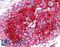 Basigin (Ok Blood Group) antibody, LS-B1864, Lifespan Biosciences, Immunohistochemistry paraffin image 