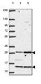 Chromosome 18 Open Reading Frame 21 antibody, HPA065505, Atlas Antibodies, Western Blot image 