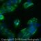 MITA antibody, NBP2-24683, Novus Biologicals, Immunofluorescence image 
