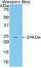 Cyclophilin D antibody, LS-C293605, Lifespan Biosciences, Western Blot image 