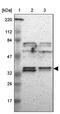 Ankyrin Repeat And SOCS Box Containing 8 antibody, PA5-51887, Invitrogen Antibodies, Western Blot image 