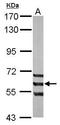 AarF Domain Containing Kinase 1 antibody, TA308421, Origene, Western Blot image 