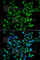 Zinc Finger And SCAN Domain Containing 26 antibody, A7571, ABclonal Technology, Immunofluorescence image 